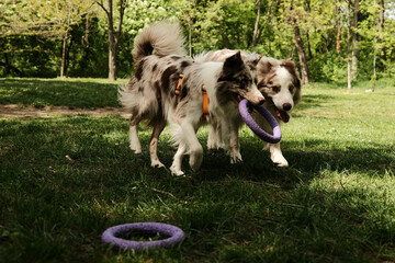Two Border Collies play together with purple ring toy while running through a forest trail. Joyful and dynamic pets moment captured in spring greenery under tall trees.