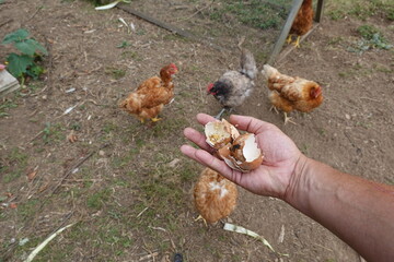Farmer feeding chickens crushed eggshells for calcium supplement
