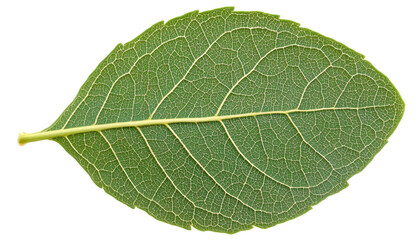 Detailed close-up of a leaf's intricate vein structure