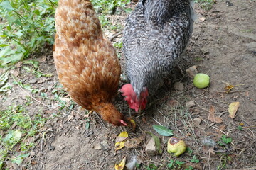 Chickens pecking at fallen apples in a backyard garden