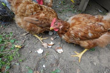 Chickens pecking at broken eggshells on the ground