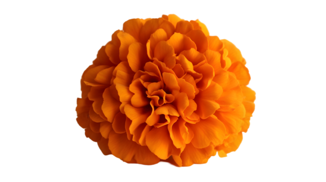 Close-up of a vibrant orange marigold.  Detailed petals clustered in a round flower shape