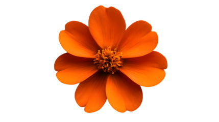 Vibrant orange flower in close-up