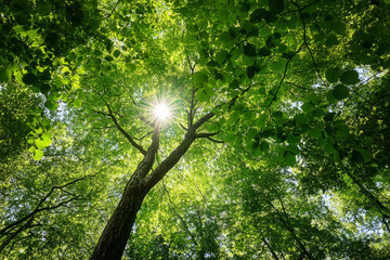 Looking up at tall trees with sunlight beaming through vibrant green leaves in a peaceful forest canopy
