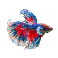 Halfmoon Betta - Ultra-Realistic Blue-Red Gradient (Betta splendens)