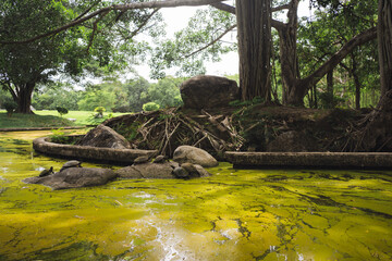 wellness concept with turtle and tree in park on summer season