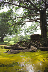 wellness concept with turtle and tree in park on summer season
