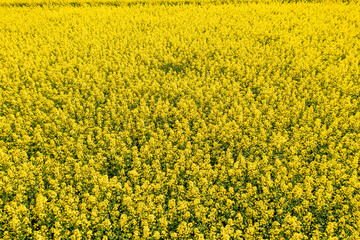 Aerial view of a vibrant yellow rapeseed field in full bloom. Drone photography captures the breathtaking expanse of canola crops stretching across the agricultural landscape in spring