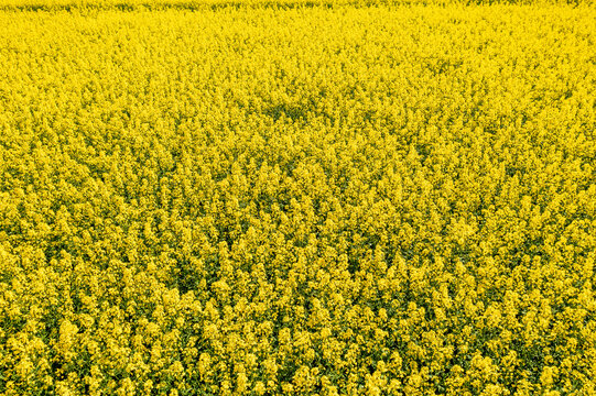 Aerial view of a vibrant yellow rapeseed field in full bloom. Drone photography captures the breathtaking expanse of canola crops stretching across the agricultural landscape in spring