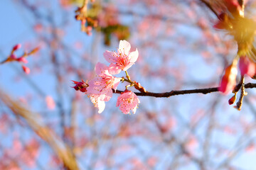 Close up blooming pink wild Himalayan Cherry flowers branch with blue sky in sunny day