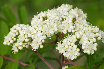 Closeup on the white flower of the  rowan or mountain-ash shrub, Sorbus aucuparia
