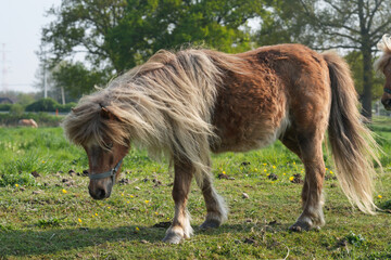 A small, brown pony with a long, flowing mane grazes in a lush green pasture, illuminated by the...