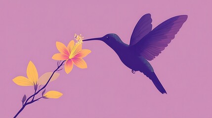 Obraz premium Hummingbird feeding with flower, and purple background.
