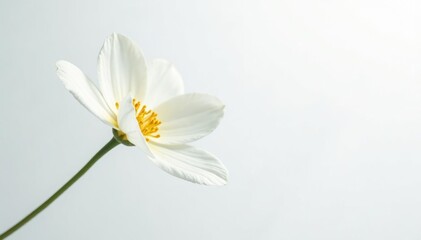 Delicate white flower, pristine petals against pure white background, serene, spring, botany