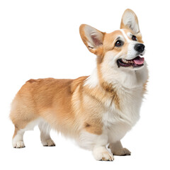 Welsh Corgi Pembroke Dog on White Background