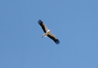 White Stork Flying Bird Against The Sky
