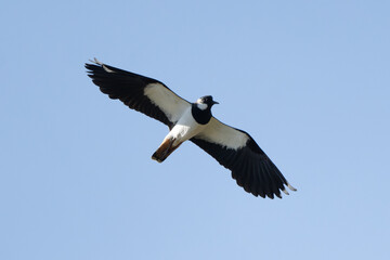 Northern Lapwing Bird In Flight Against The Sky