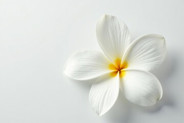 Close-up of pristine white flower petals on pure white backdrop, detail, isolated