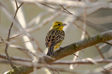 Yellowhammer Bird On Branch Wildlife Photograph