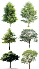 Obraz premium Diverse collection of isolated trees against a white background showcasing various shapes and sizes in a natural setting perfect for ecological studies and design projects