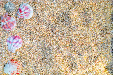 beach sand texture background with seashells