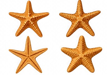 Isolated Starfish Collection on White Background