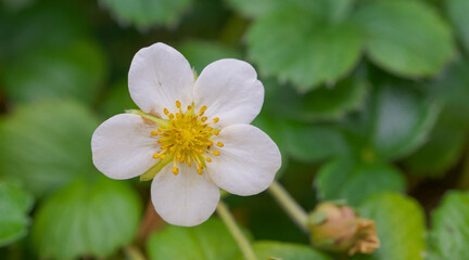 Beautiful close-up of fragaria chiloensis