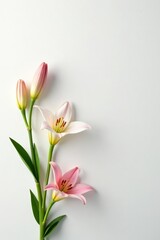 Naklejka premium Minimalist composition of delicate easter lilies on white backdrop, petals, backdrop
