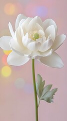 Elegant White Flower Bloom Soft Pastel Background