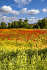 View of beautiful poppies field