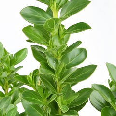 Fototapeta premium Lush Green Plant Stem with Vibrant Leaves Detailed Closeup