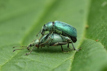 Closeup on a male and female metallic green netlle weevil beetle, Phyllobius pomaceus, on a green leaf