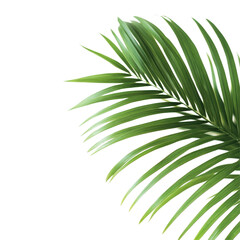 Obraz premium Closeup view of lush palm leaves showcasing intricate details against a clean Transparent background, Closeup view palm leaves isolated on PNG background