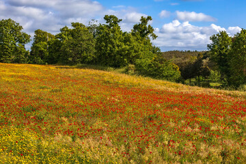 View of beautiful poppies field