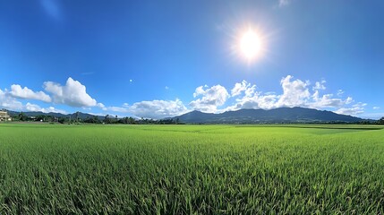 Fototapeta premium Beautiful rice field landscape scenic view under bright sunny sky with mountain range background nature photo