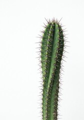 Naklejka premium Upright Cactus Plant Against White Background in Studio Lighting