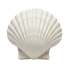 Seashell Texture:  Close-up View with Transparent Background