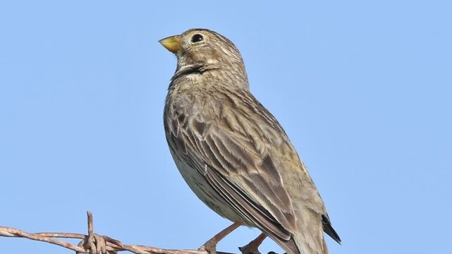Corn Bunting - Miliaria calandra, Crete, Greece