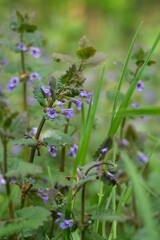Closeup on a group of Blue Flowers of the Gill-over-the-ground Ground-ivy Creeping Charlie Runaway-Robin, Glechoma Hederacea
