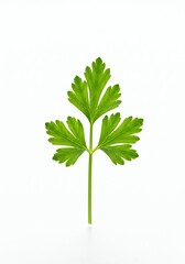 Fototapeta premium Parsley Leaf Close-up on White Background Green Herb Ingredient