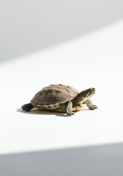 Turtle Resting on White Surface Lit by Sunlight