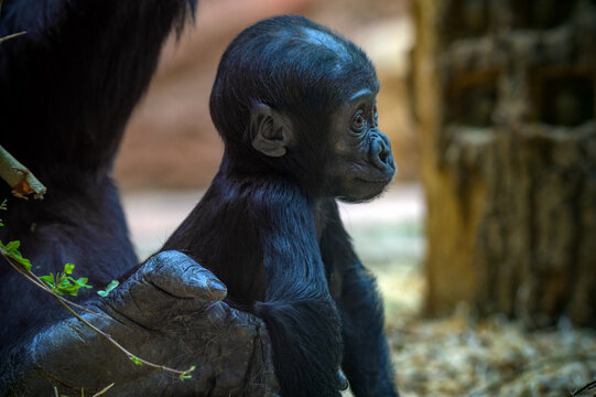 Young western lowland gorilla sits calmly while being gently held by an adult gorilla.
