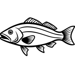 Minimal Barramundi Fish Vector on White