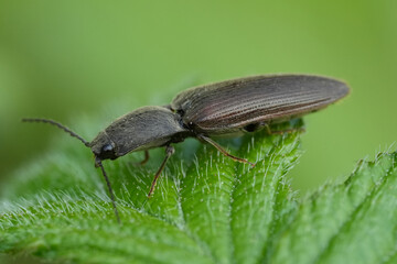 Extreme closeup on a brown cliking beetle, Athous haemorrhoidalis on a green leaf
