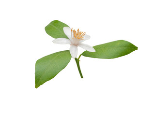 Lemon tree white flower and leaves isolated transparent png. Citrus flowering plant.