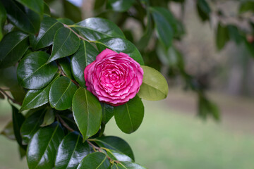 Camellia branches with flower. Camellia japonica flowering plant. Beautiful pink formal double form...