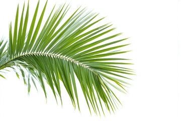 Obraz premium green palm leaf on a white background1