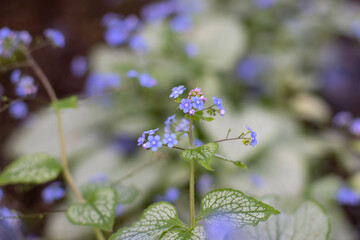 Largeleaf brunnera or brunnera macrophylla blue flowers on the blurred background