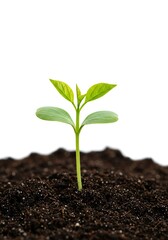 Fototapeta premium Sprout Growing in Soil Fresh Green Plant Emerging