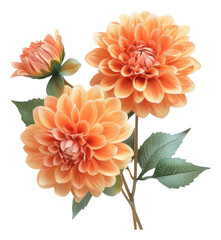 PNG Real fresh Dahlia flowers dahlia illustration botanical.
